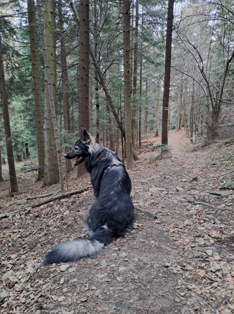 owczarek-staroniemiecki