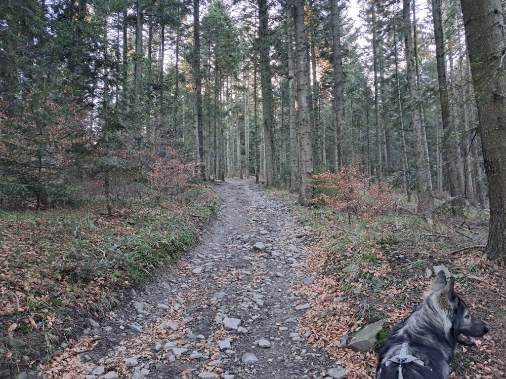 owczarek-staroniemiecki