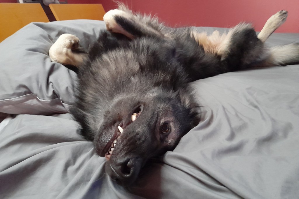 owczarek staroniemiecki umaszczenie silver