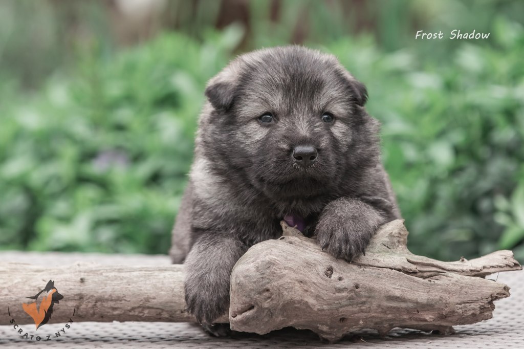 owczarek-staroniemiecki-szczeniak
