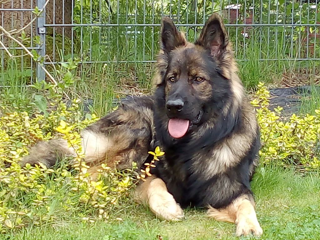 owczarek staroniemiecki