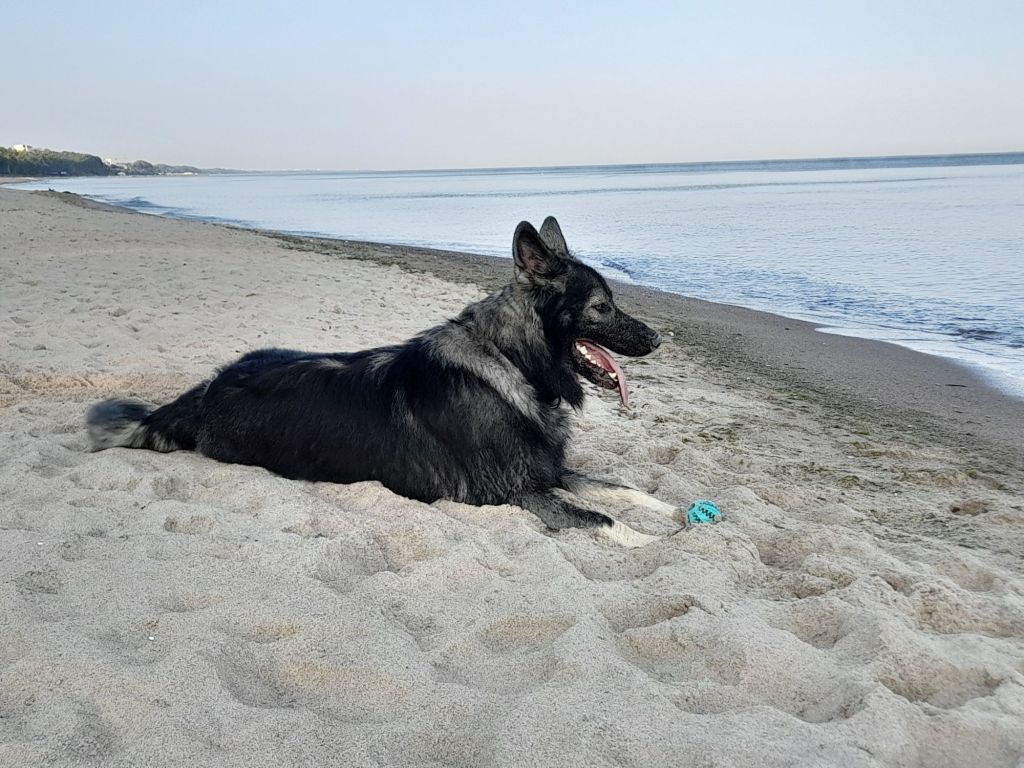 owczarek-staroniemiecki