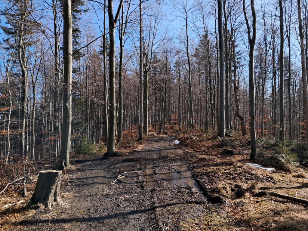 skrzyżowanie pod smrekowicą