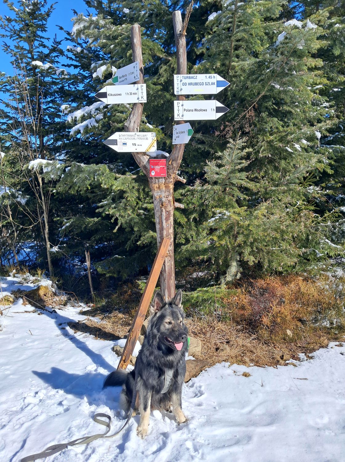 owczarek staroniemiecki