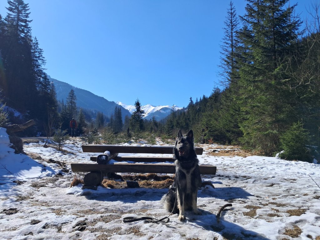 owczarek staroniemiecki