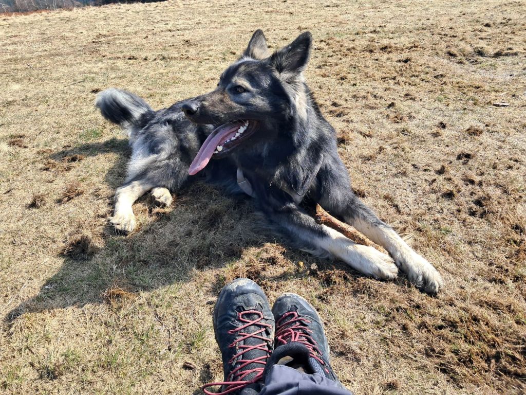 owczarek-staroniemiecki