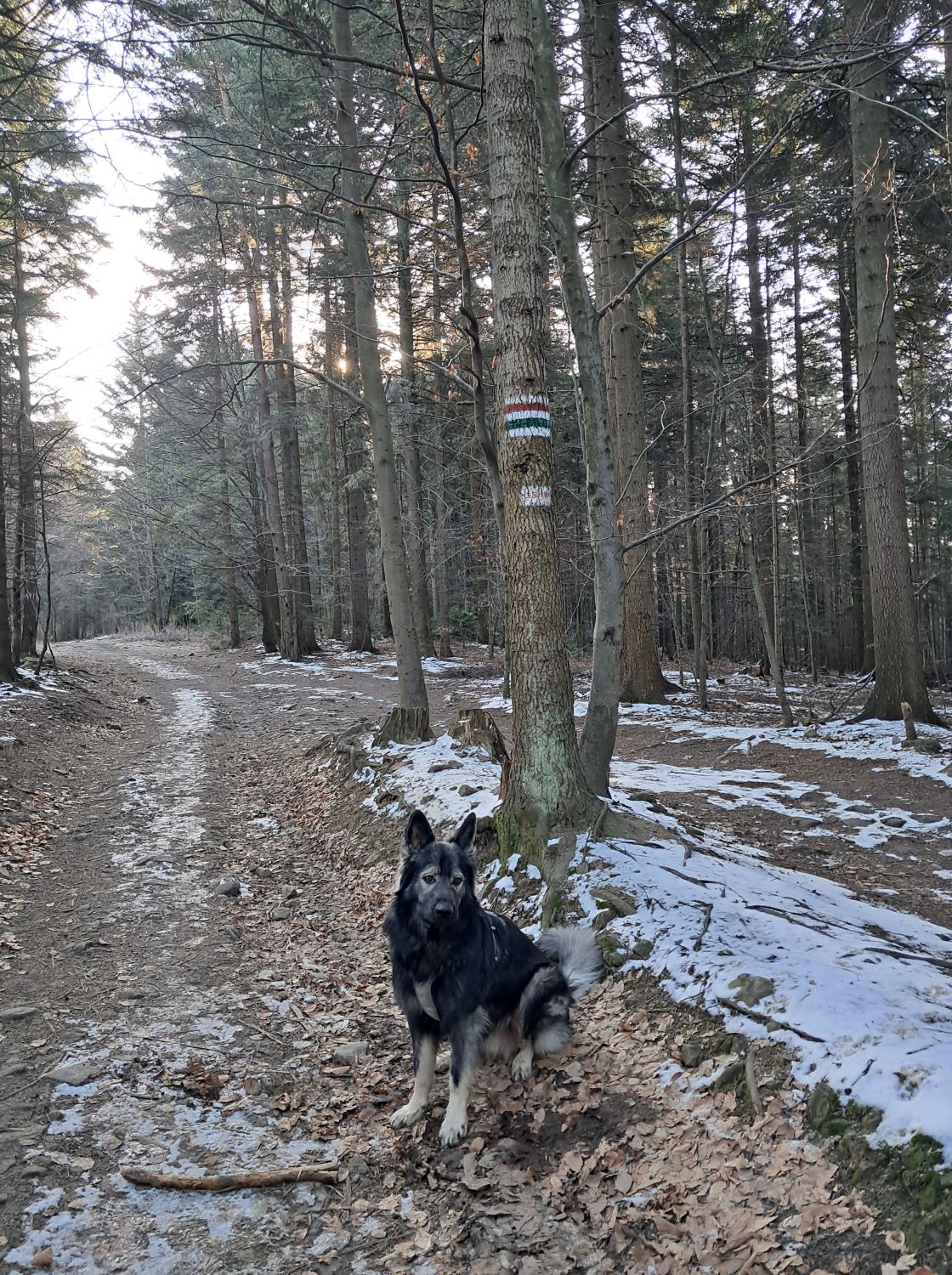 owczarek staroniemiecki