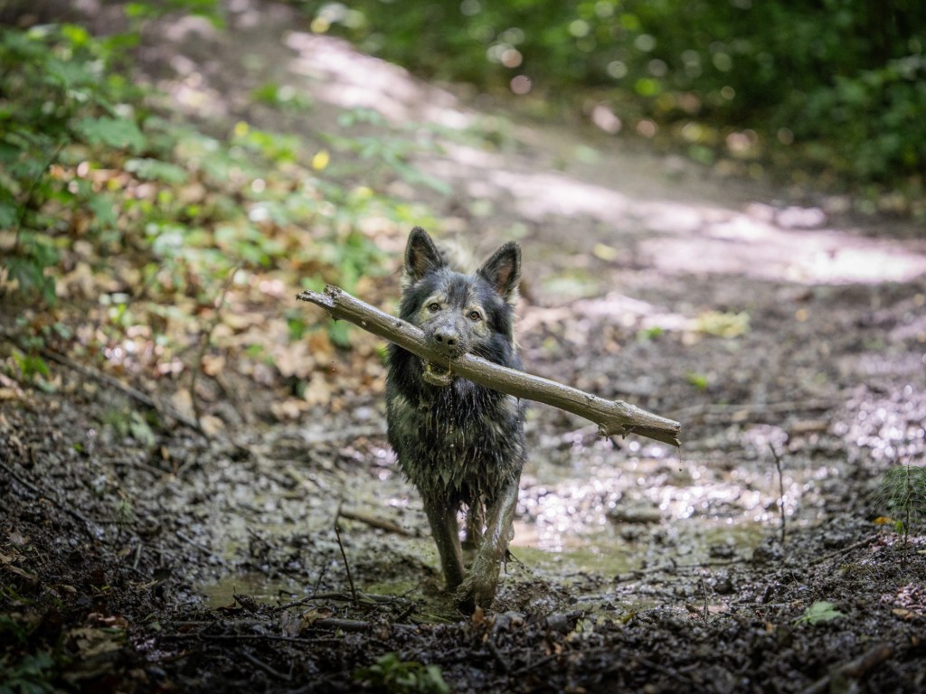 owczarek staroniemiecki