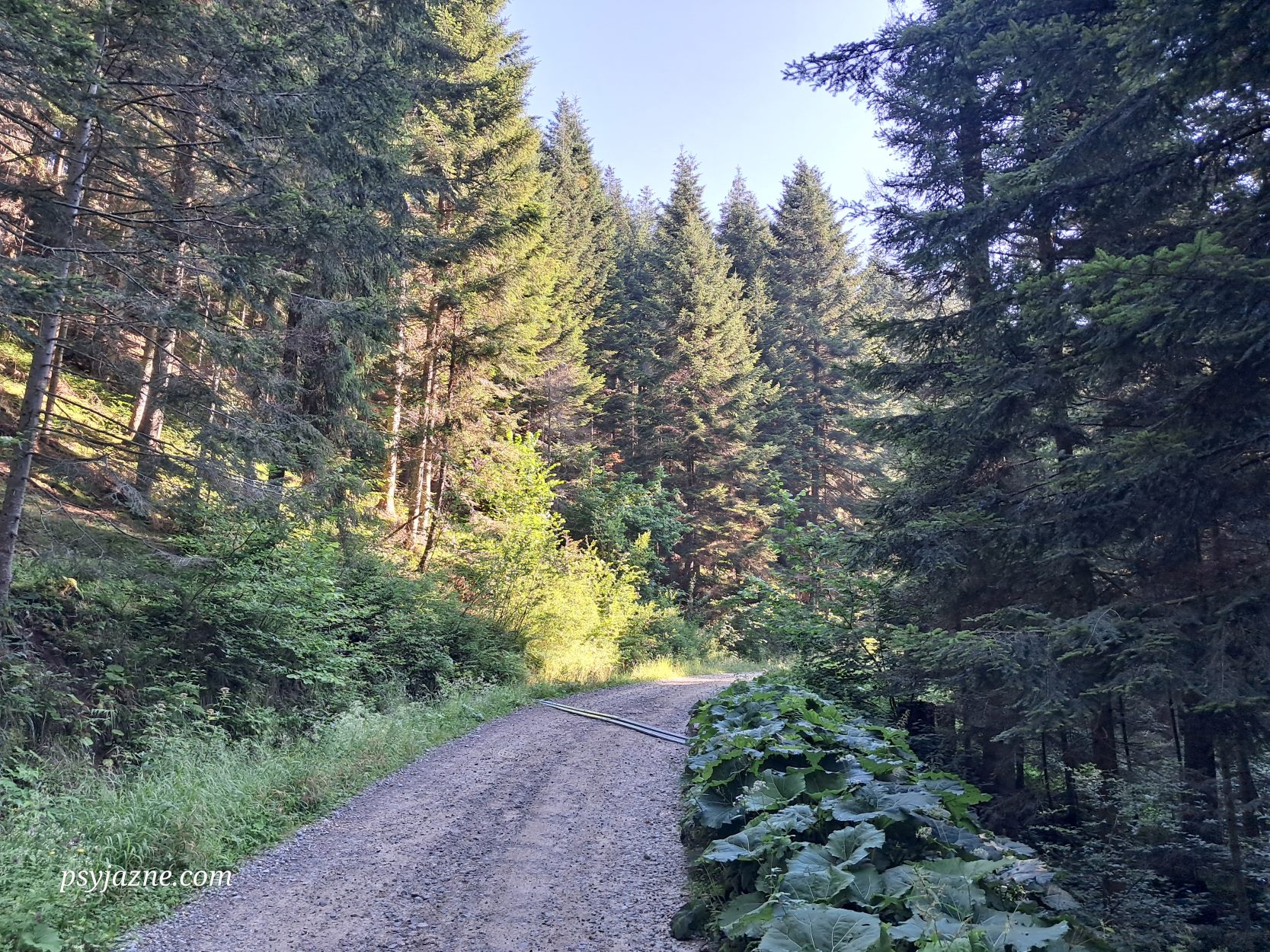 szczawnica-przehyba-szlak-niebieski