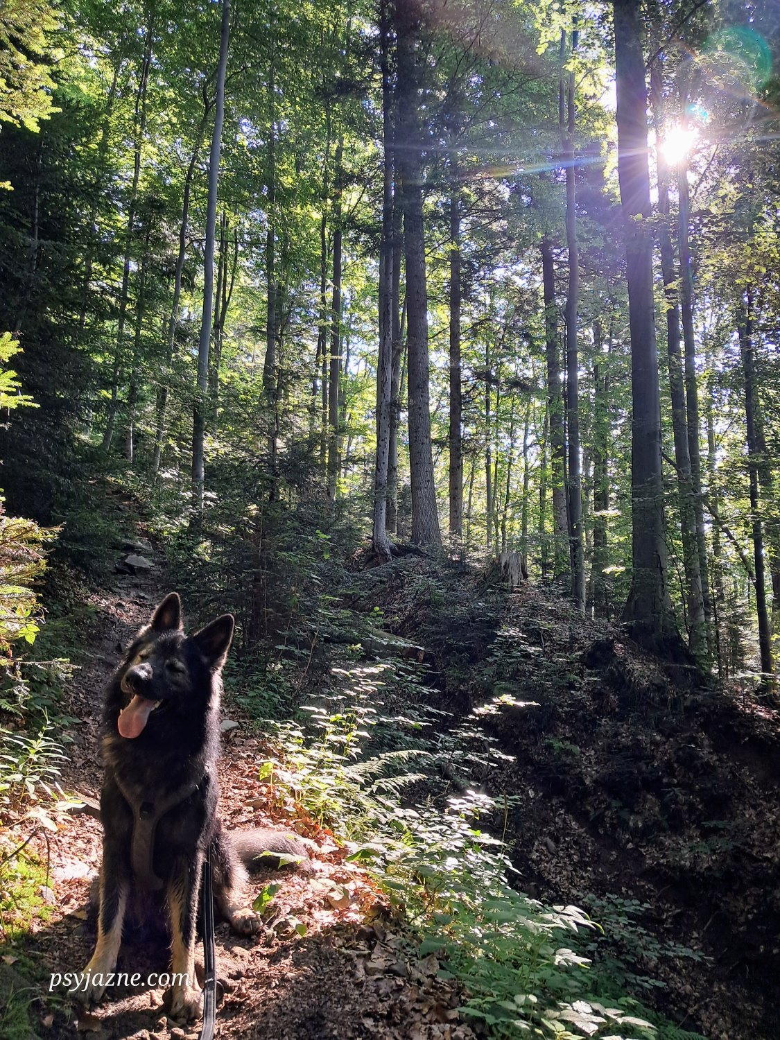szczawnica-przehyba-szlak niebieski
