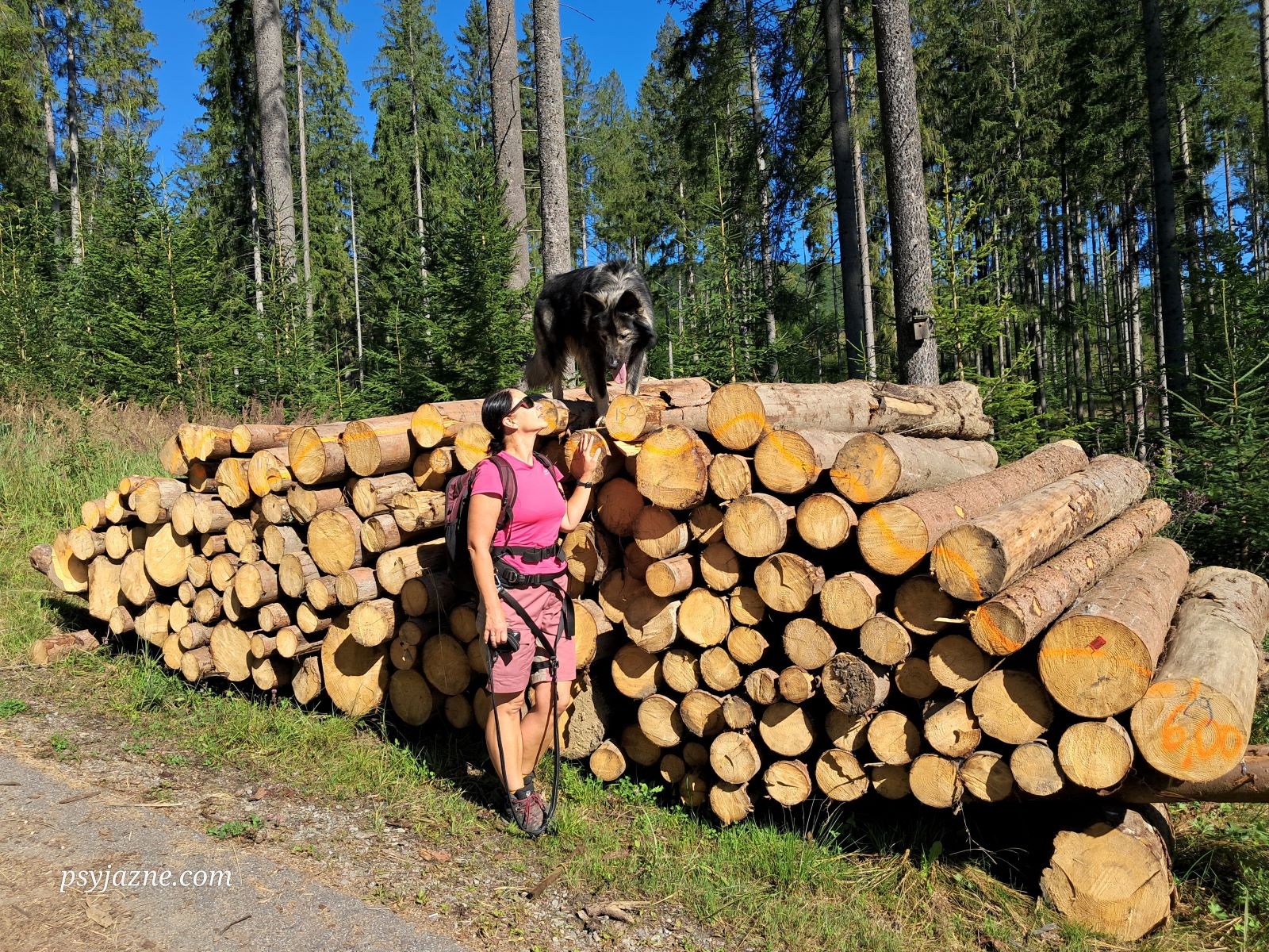 owczarek staroniemiecki stojący na balach z drewna 