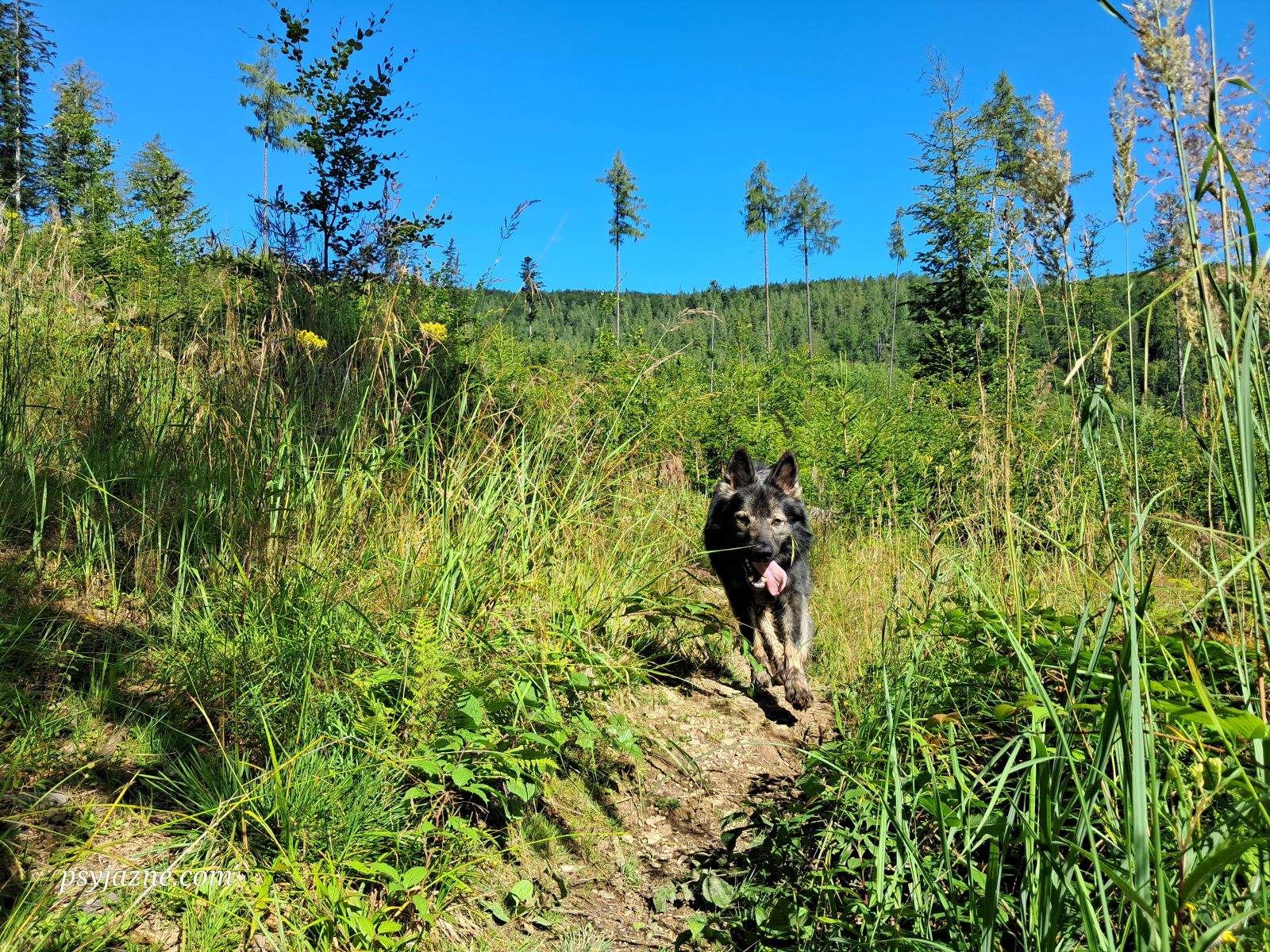 na niebieskim szlaku na Przełęcz Kotarz
