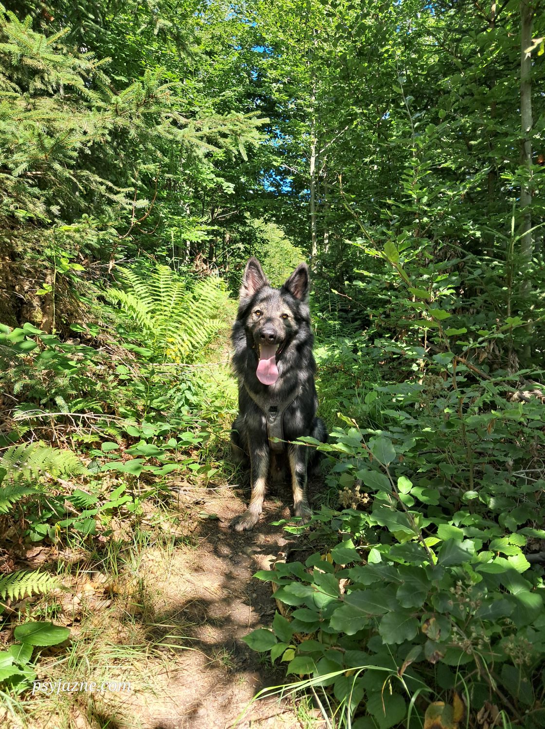 owczarek staroniemiecki na leśnej drodze