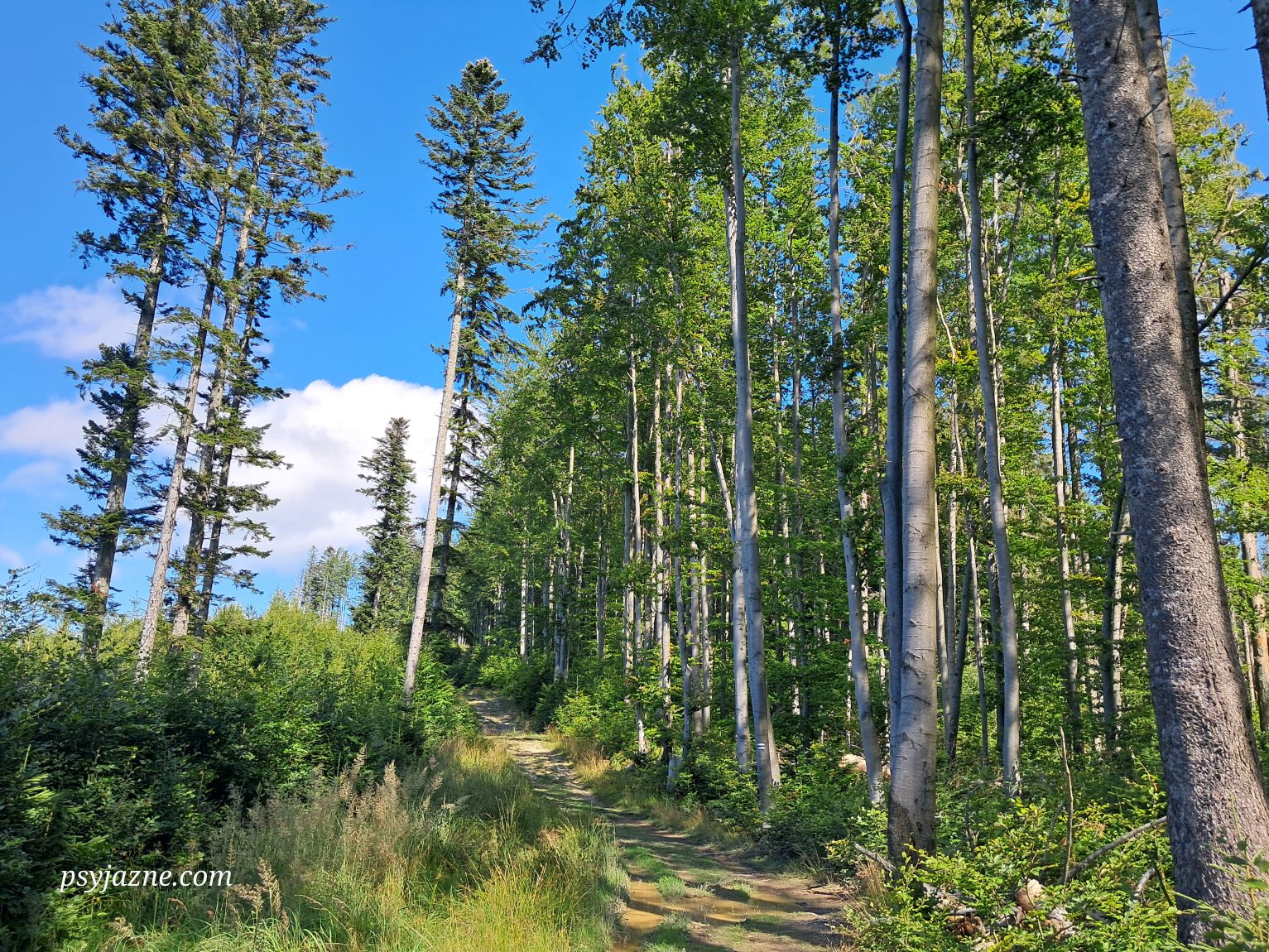 zielony szlak z przełęczy kotarz na muńcuł