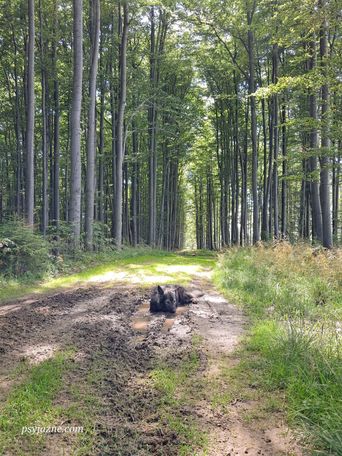 zielony szlak z przełęczy kotarz na muńcuł