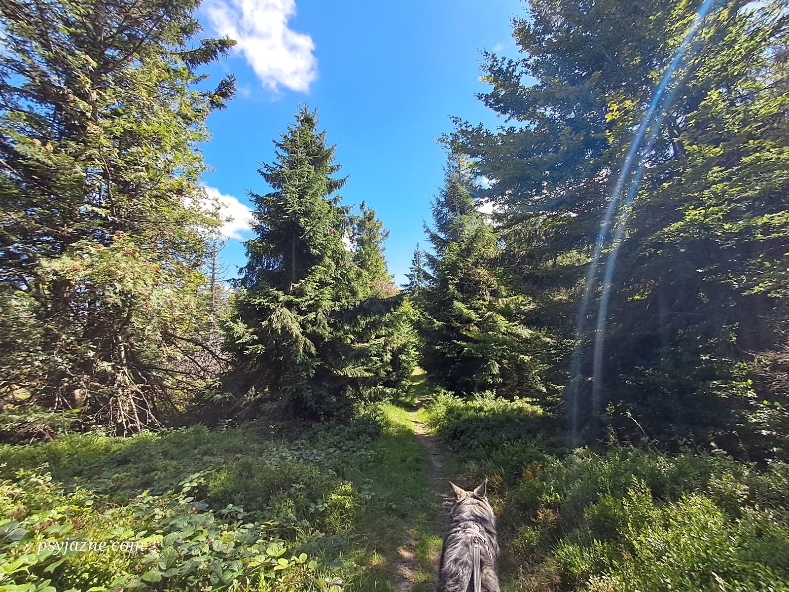 szlak z wielkiej rycerzowej na przełęcz przysłop