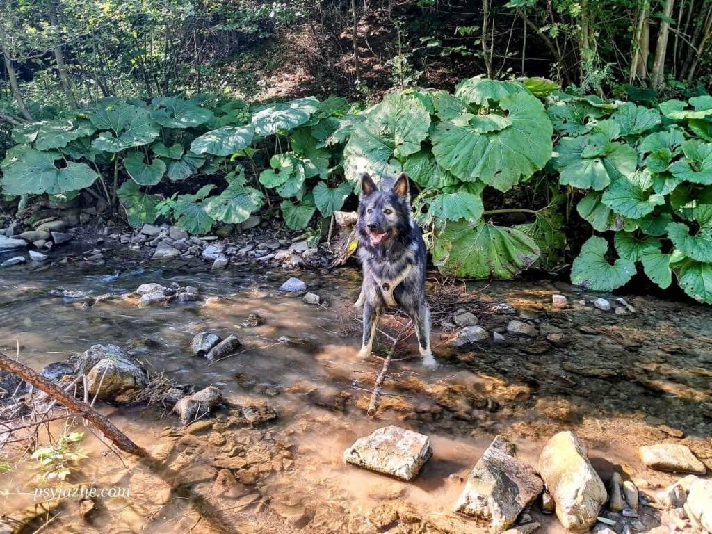 Hugo chłodzący łapki w potoku Głębieniec