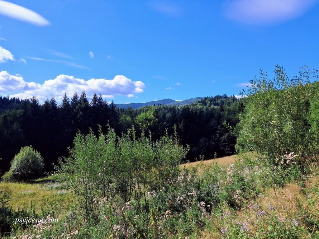 Widok na Gorc z przysiółka Kiczora