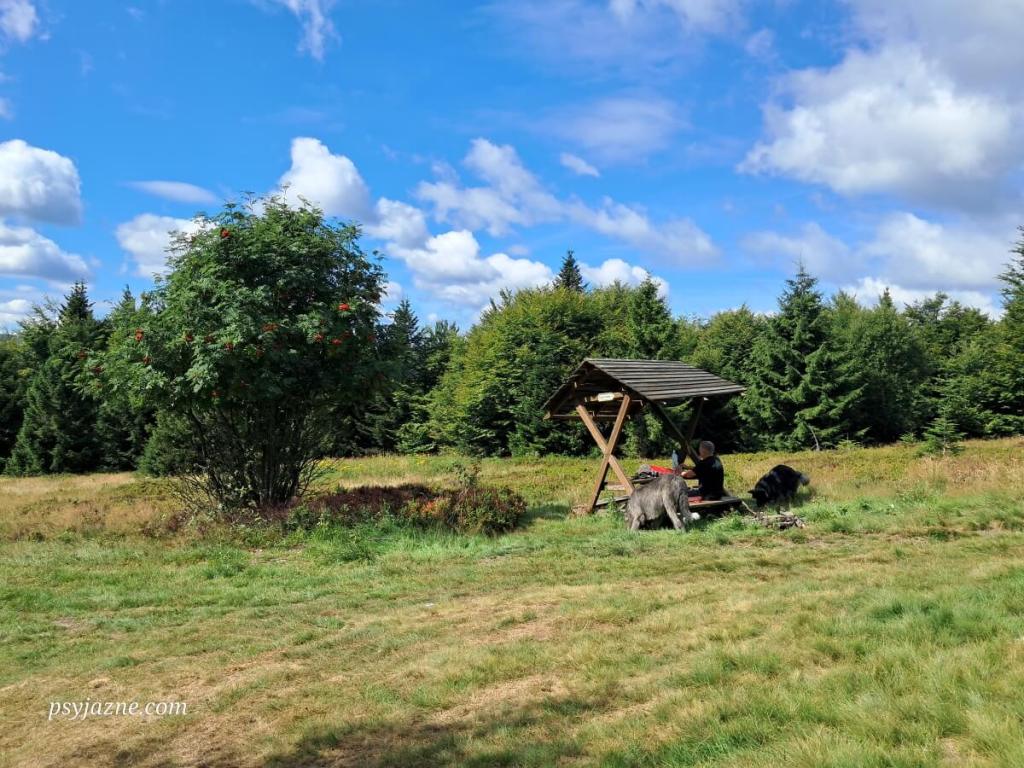 Widok na polanę pod Kiczorą Kamienicką