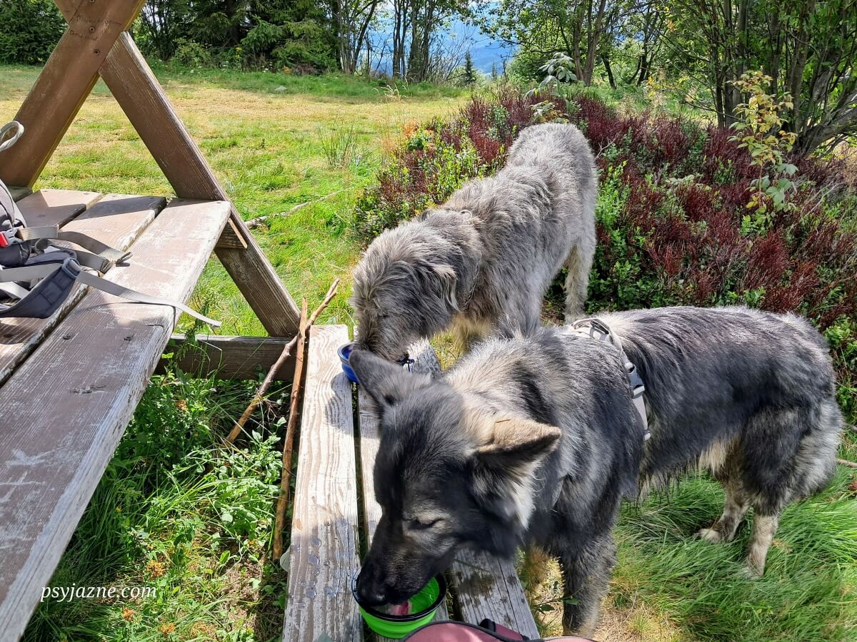 Nawadnianie psów podczas wędrówki