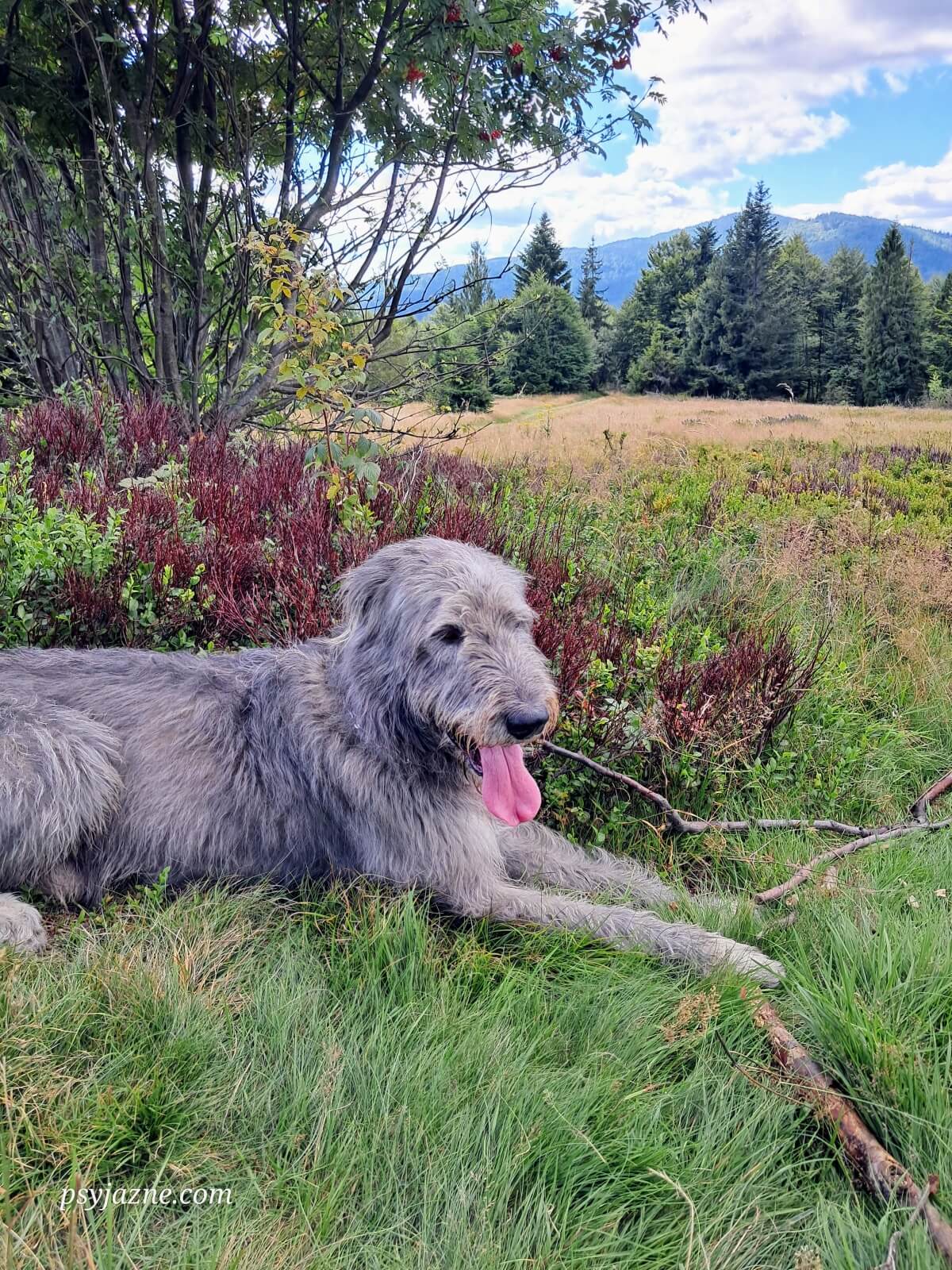 Lucky odpoczywa na polanie