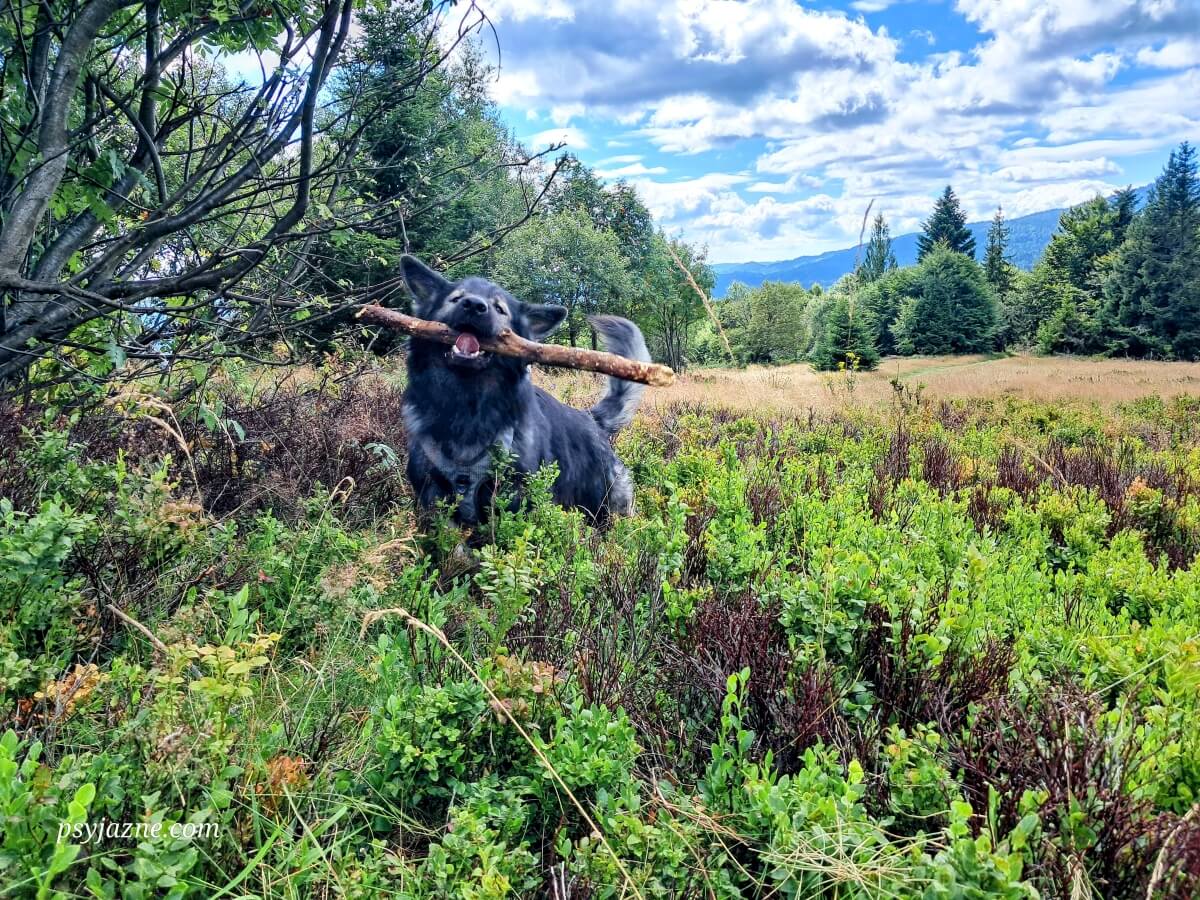 Owczarek staroniemiecki z patykiem na polanie pod Kiczorą Kamienicką