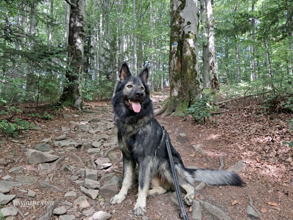 Hugo na niebieskim szlaku z Przełęczy pod Małym Krzystonowem na Mogielicę