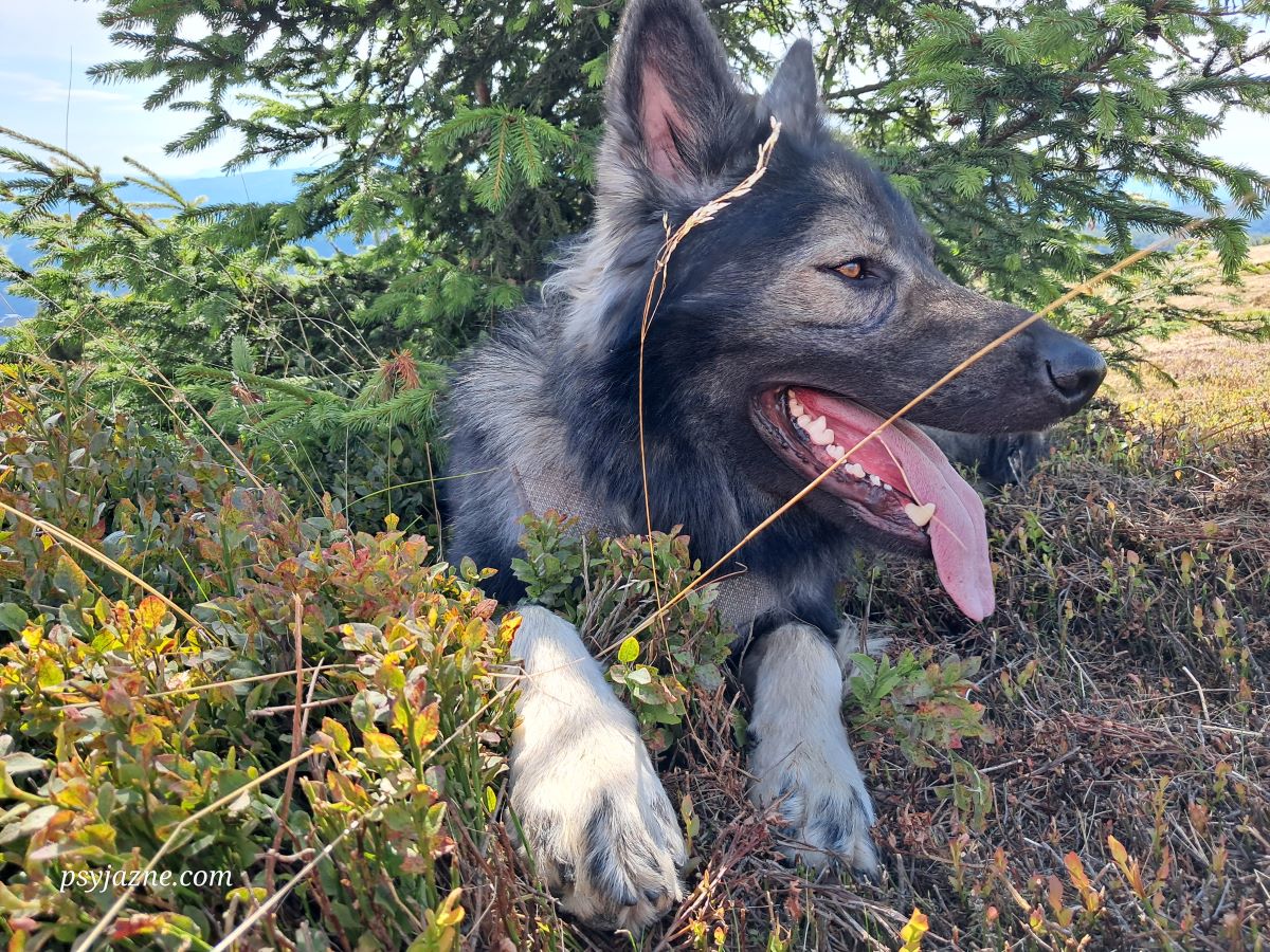 owczarek staroniemiecki 