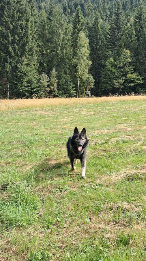 owczarek staroniemiecki