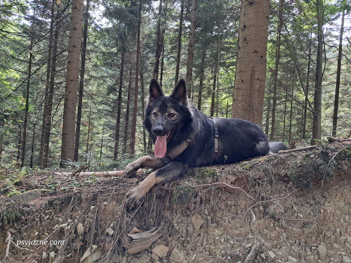 owczarek staroniemiecki Beskid Wyspowy