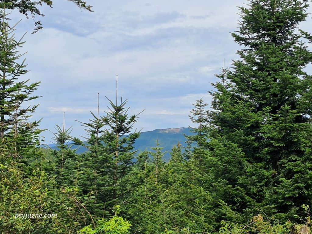 widok na Polanę Michurową na Ćwilinie