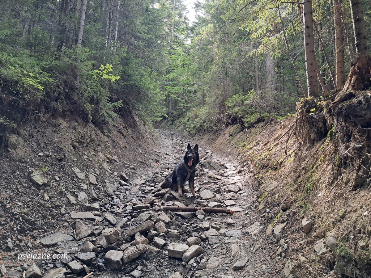 szlak zielony Półrzeczki-Przełęcz po Krzystonowem