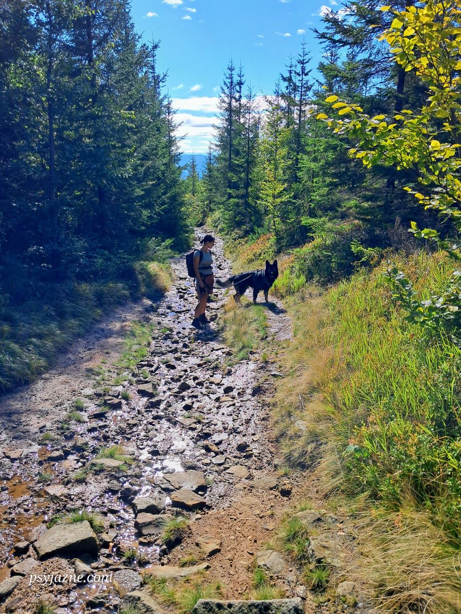 czerwony szlak z Magurki Radziechowskiej w stronę Węgierskiej Górki