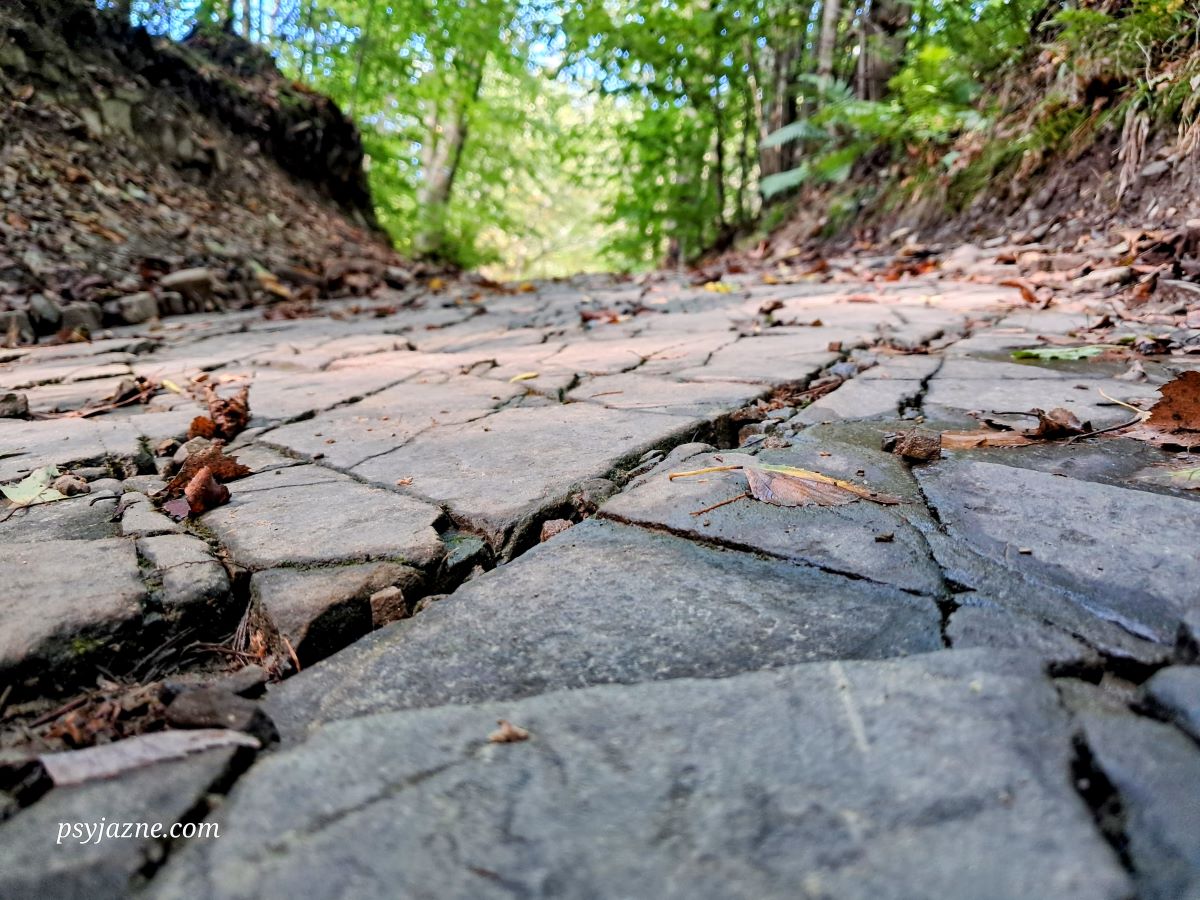 flisz karpacki - zbliżenie