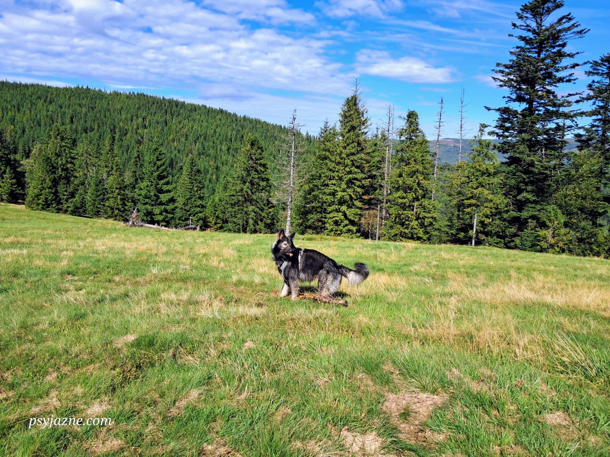Hugo na Hali Radziechowskie