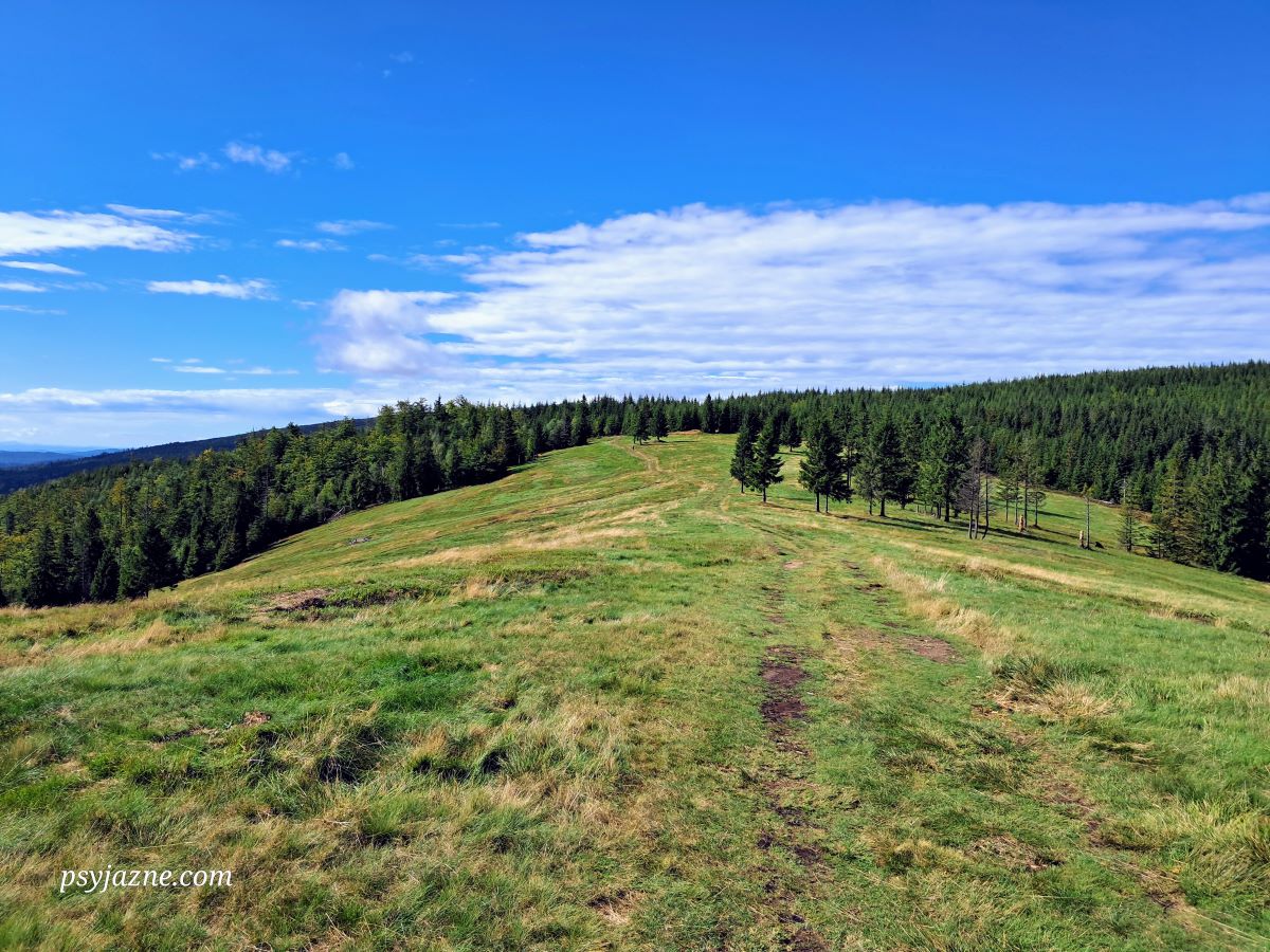 Widok na Halę Radziechowską