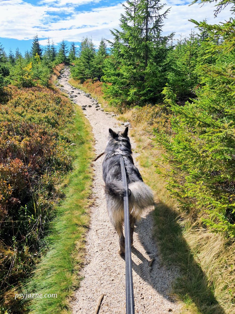 szlak czerwony pomiędzy Magurką Radziechowską a Magurką Wiślańska