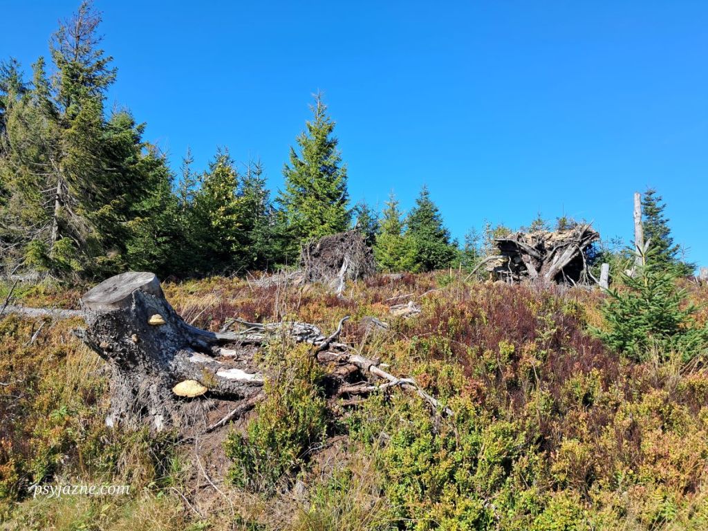 Pozostałości zniszczonego lasu przez zasnuję wysokogórską i kornika drukarza