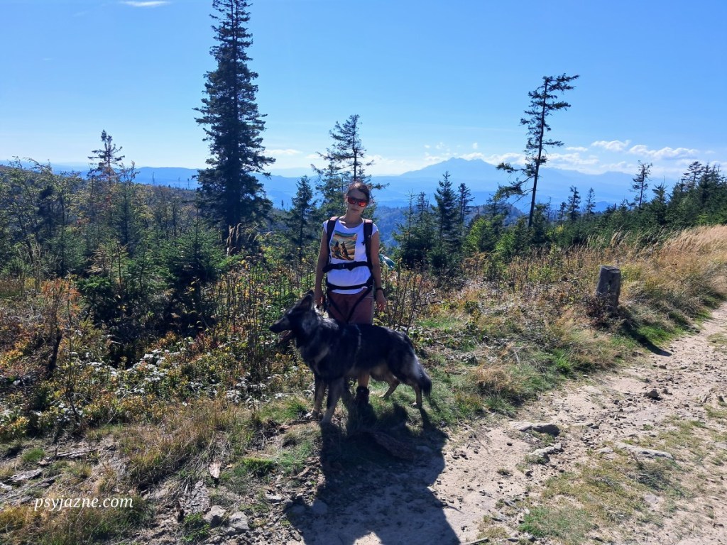 czerwony szlak na Radziejową, widok na Rytro