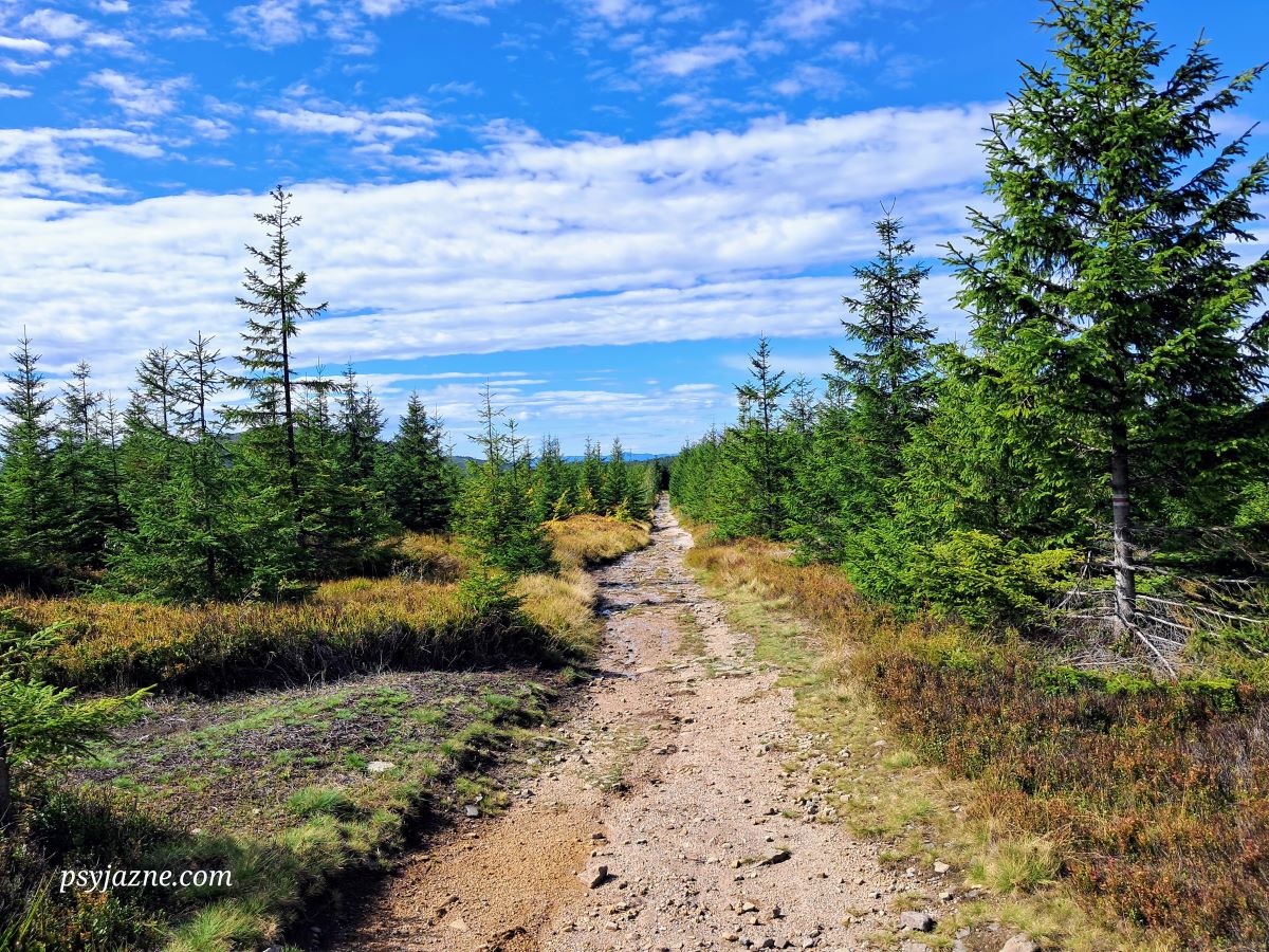 szlak czerwony pomiędzy Magurką Radziechowską a Magurką Wiślańska