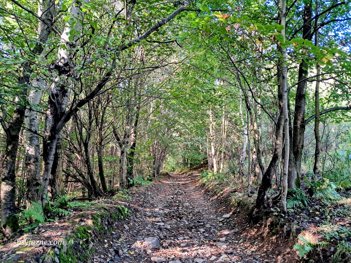 szlak zielony Lipowa-Ostre - Magurka Radziechowska
