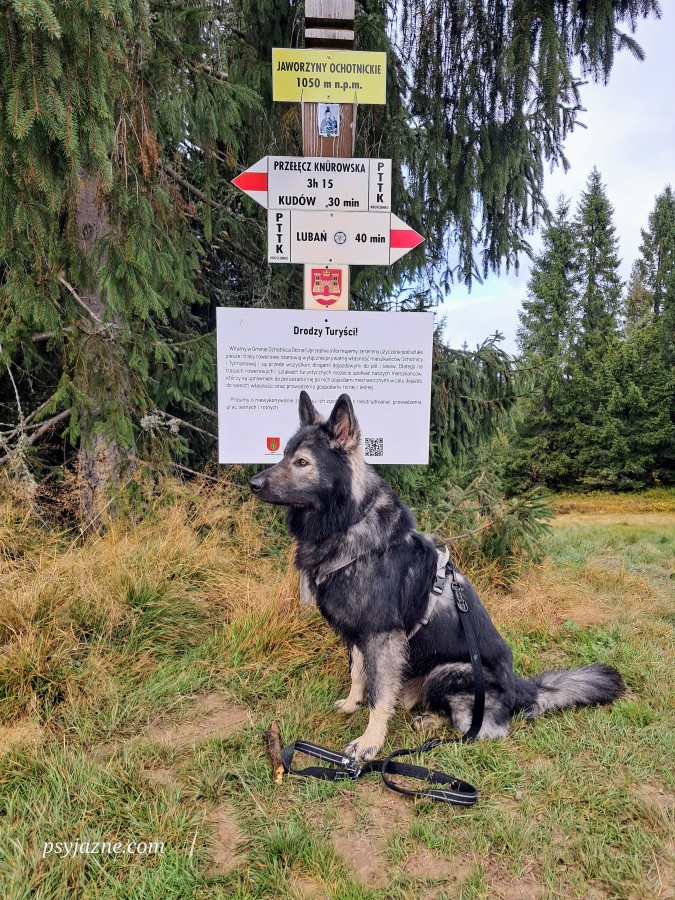 jaworzyny ochotnickie