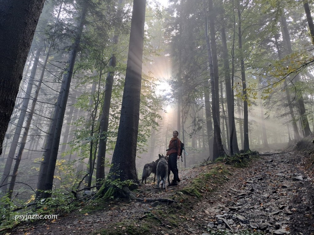 Jałowiec - pętla ze Stryszawy
