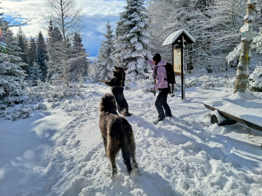 zima w górach z psem