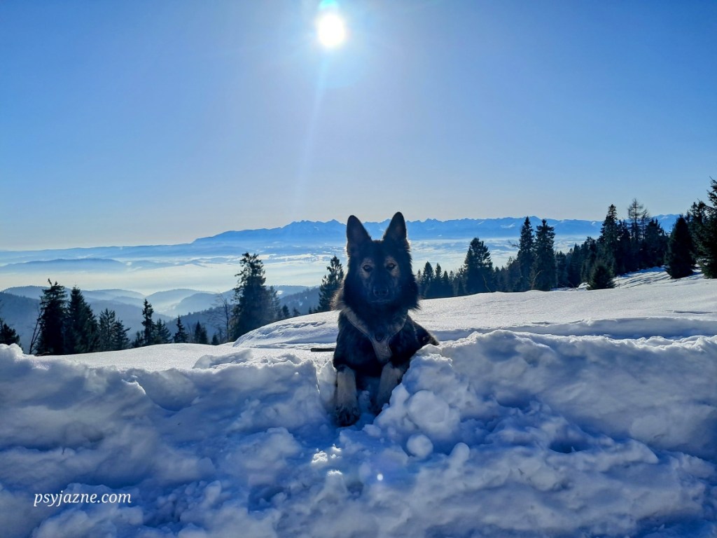 Turbacz, pies i&nbsp;magia.