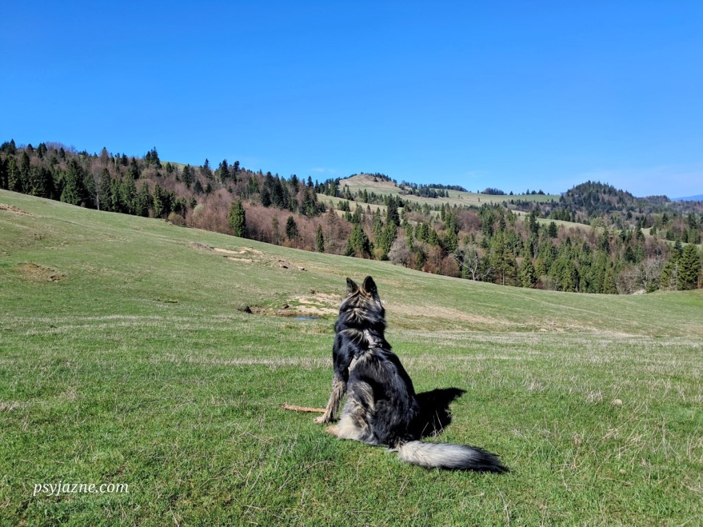 widok na Wysoki Wierch spod Durbaszki, Małe Pieniny
