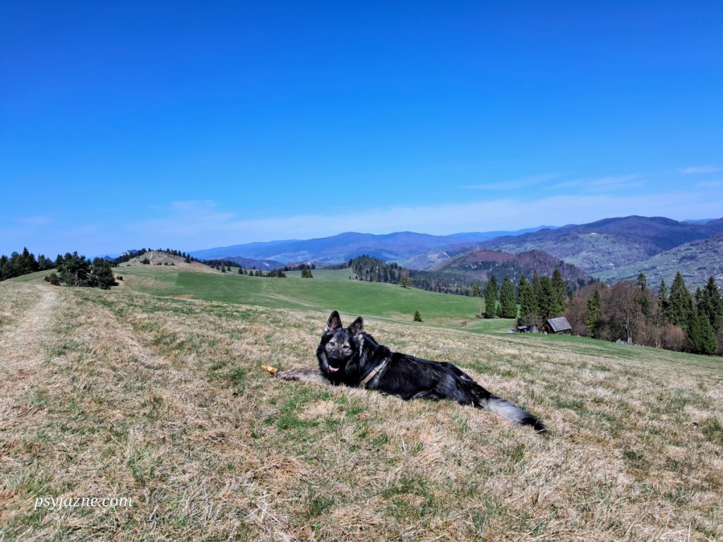 Małe Pieniny. Niebieski szlak na Wysoki Wierch